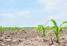 Plein champ : focus sur les pratiques agricoles durables Plein Champ