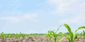 Plein champ : focus sur les pratiques agricoles durables Plein Champ