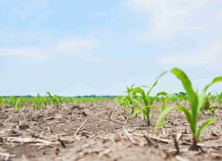 Plein champ : focus sur les pratiques agricoles durables Plein Champ