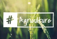 Agritel : prédictions météo et prix, quel impact sur les marchés ? Agritel prédictions météo