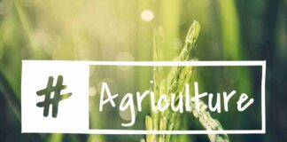 Agritel : prédictions météo et prix, quel impact sur les marchés ? Agritel prédictions météo