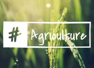 Agritel : prédictions météo et prix, quel impact sur les marchés ? Agritel prédictions météo